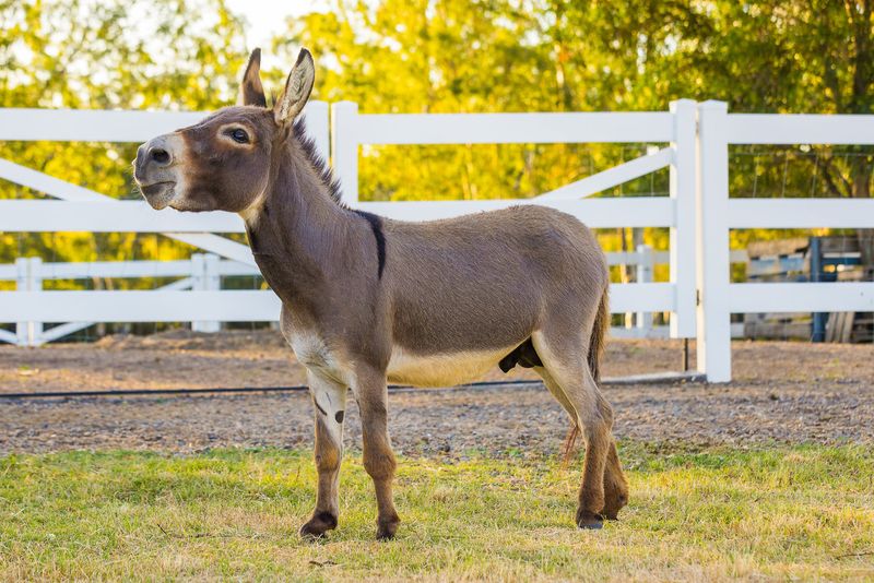 Perfect Pals: Miniature Donkeys