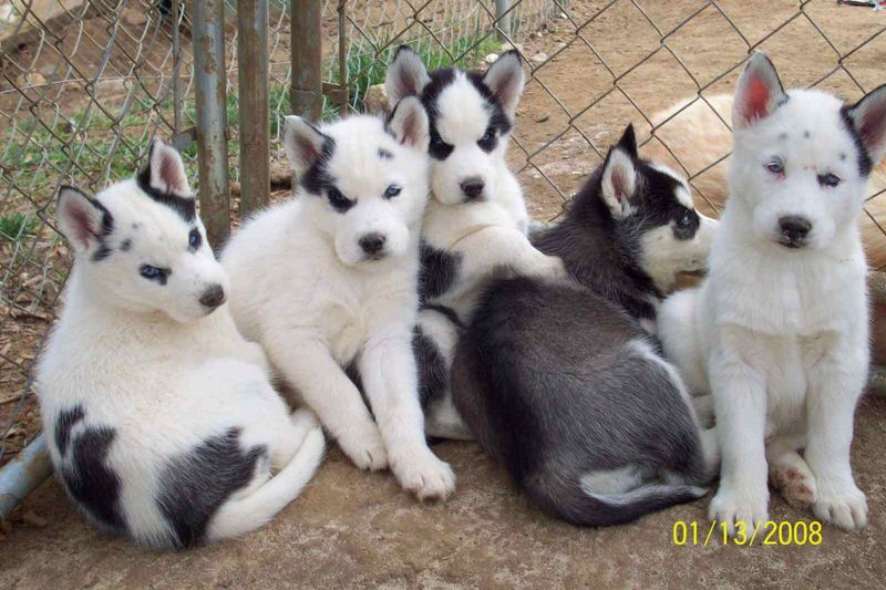 Piebald Husky