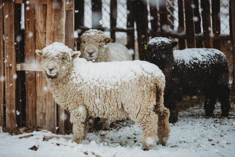 Woolly Wonders: Babydoll Sheep