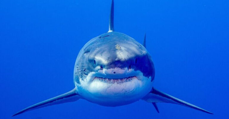 World’s Largest Great White Shark Heading Toward Popular U.S. Tourist Spot