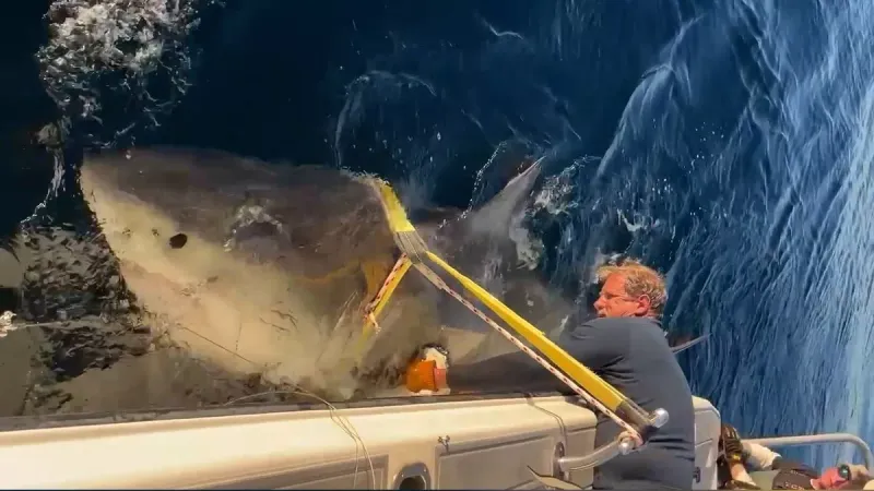 Meet Contender: The Ocean's New Celebrity