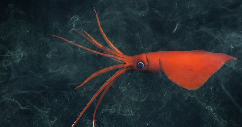 Deep-Sea Biodiversity Expands With New Discoveries