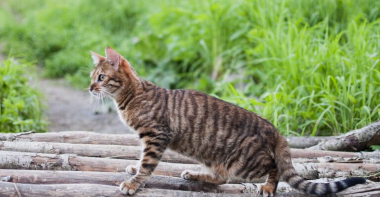 Worried About Letting Your Cat Out? These 15 Tips Will Ease Your Mind