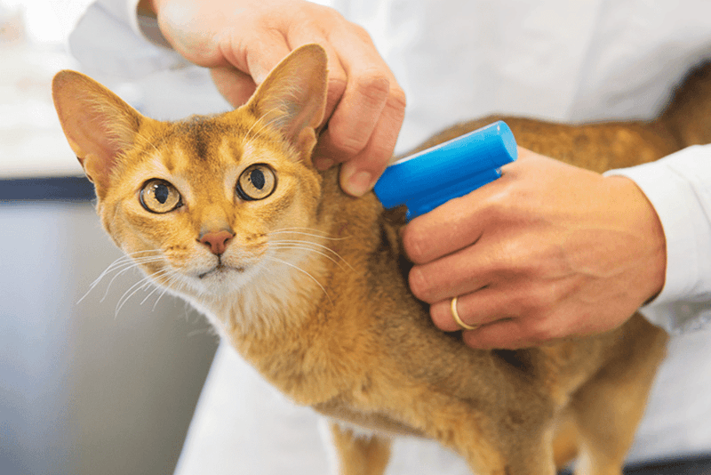 Microchip Your Furry Explorer