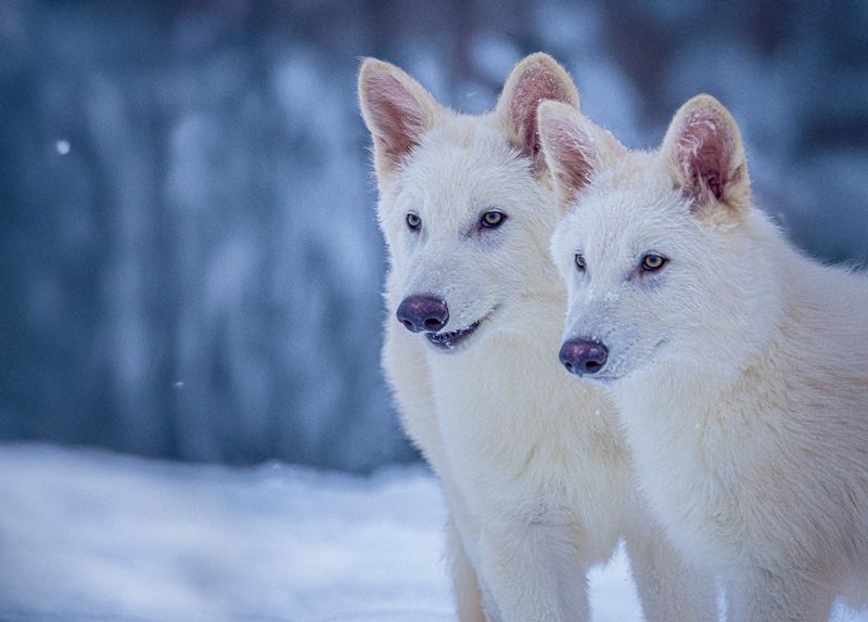 Who would be legally responsible for dire wolves?