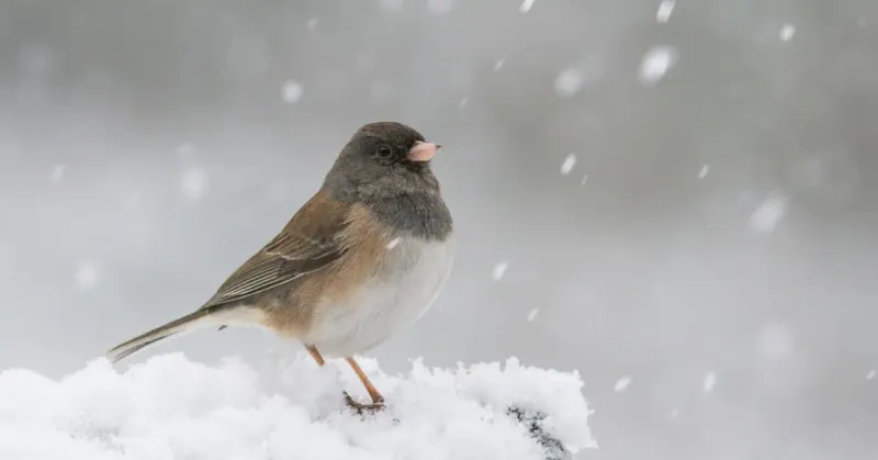 Junco's Winter Wonder