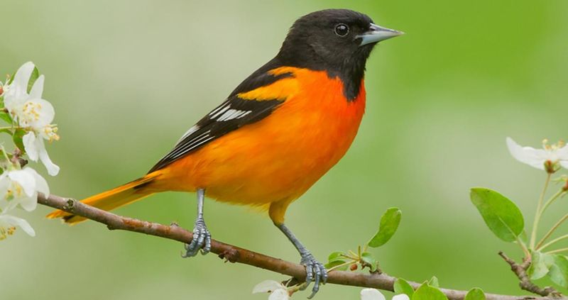 Baltimore Orioles: Flashy Mosquito Fighters