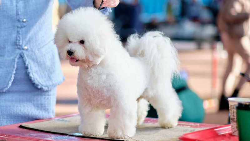 The Gentle Teddy Bears: Bichon Frises