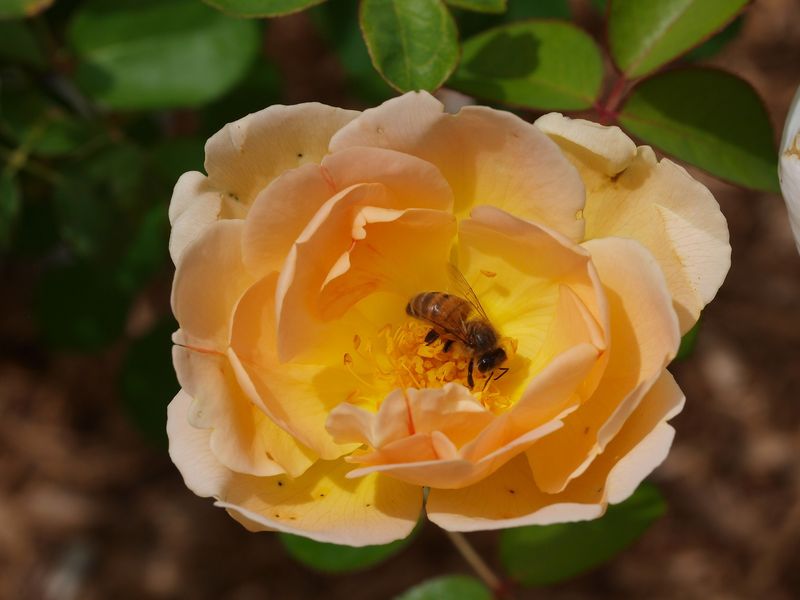 Double-Flowered Varieties