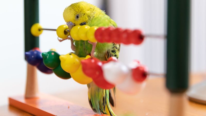 Ignoring Enrichment Needs
