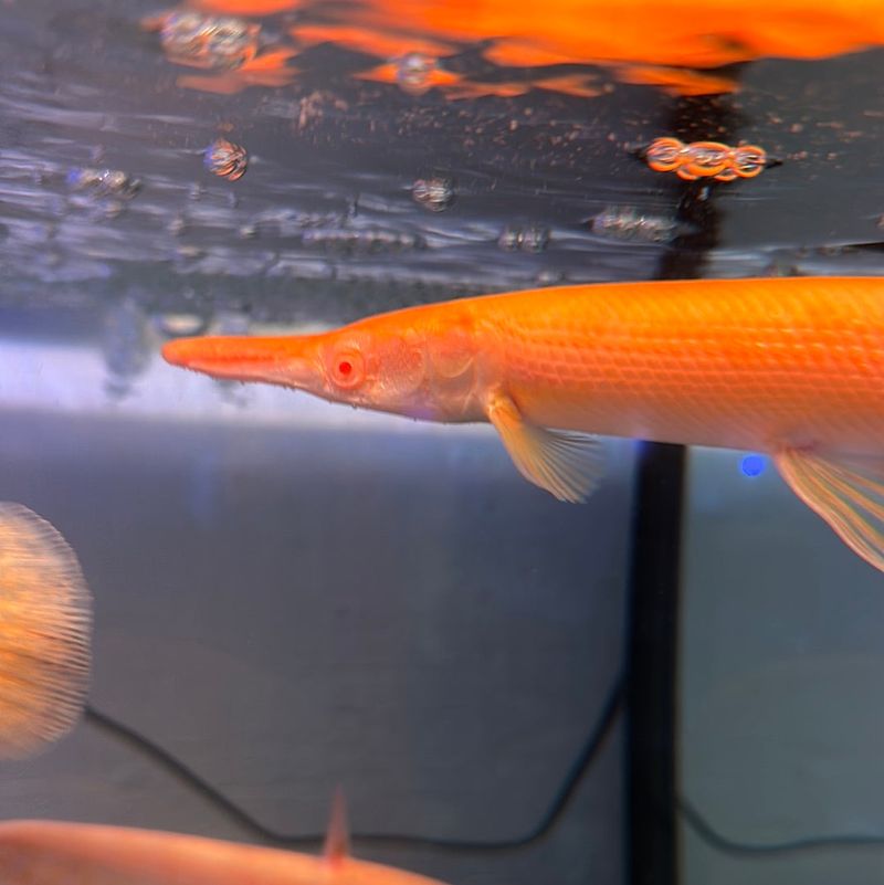 Golden Alligator Gar – Up To $7,000