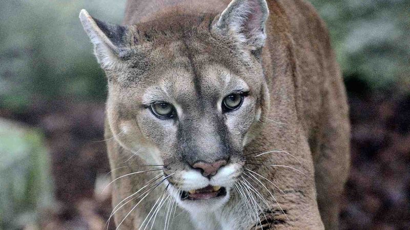 Virginia – Eastern Cougar