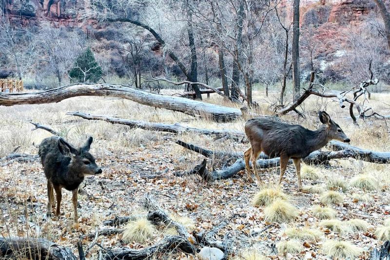 Utah's Desert Dwellers