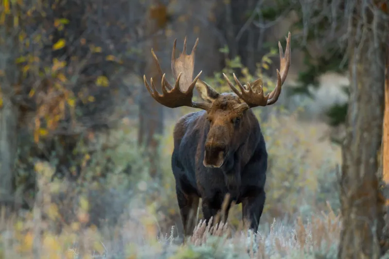 British Columbia Record-Breaker