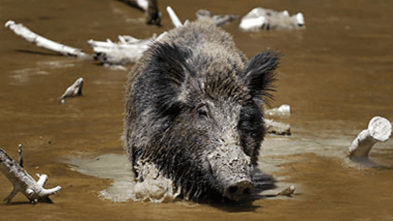 Alaska: Too Cold For Hogs