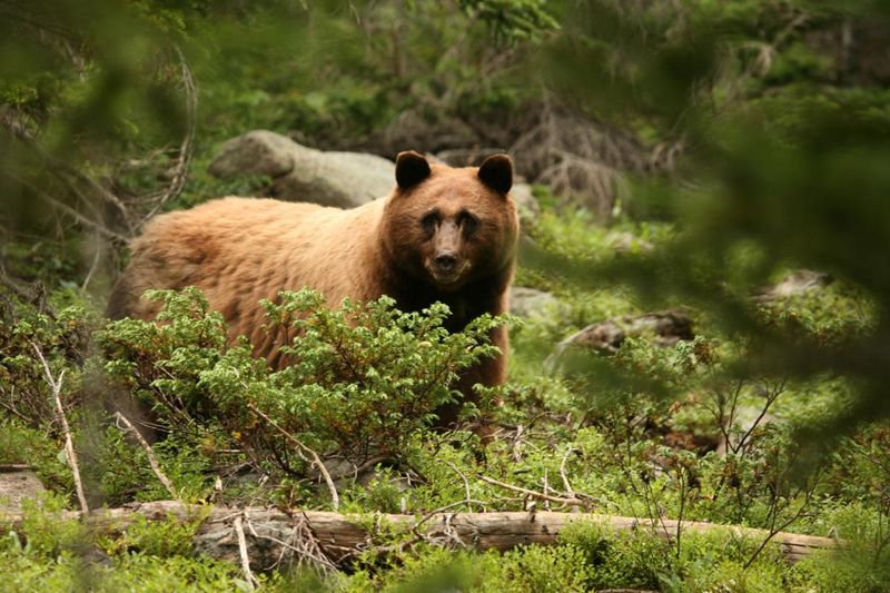 Colorado: Black Bear Paradise