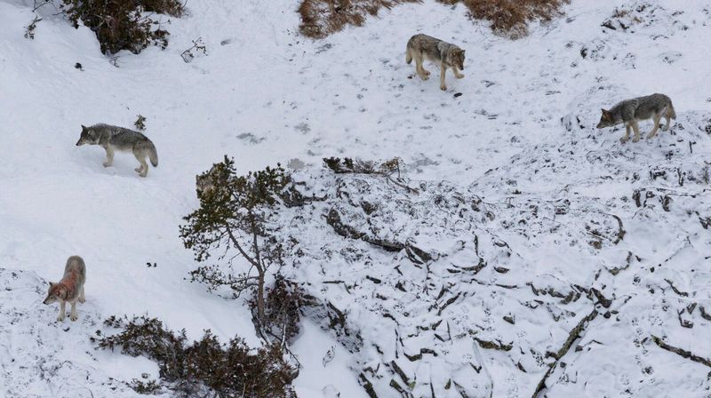 Michigan's Isle Royale Mystery