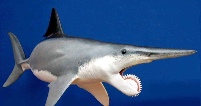 Helicoprion