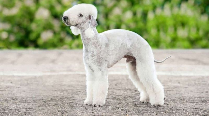 Bedlington Terrier – Lamb in Wolf's Clothing