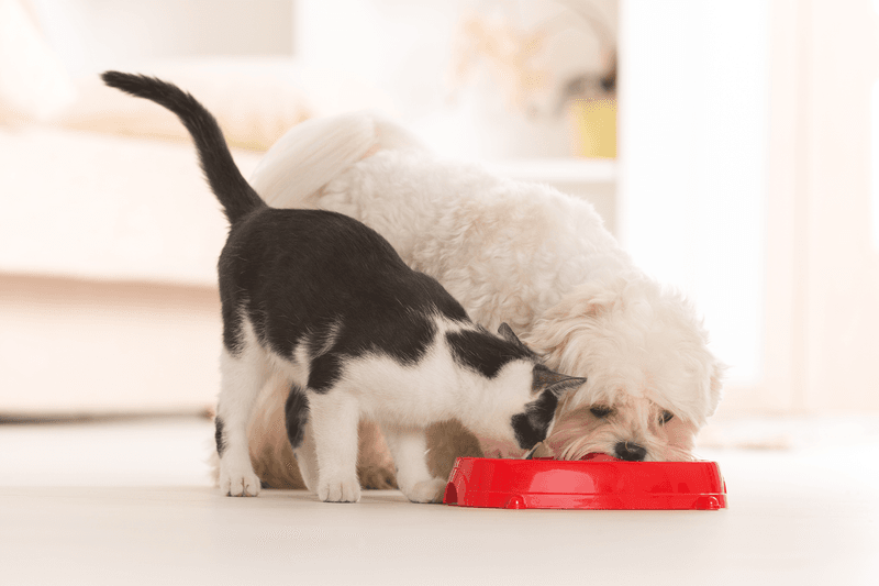 Dog Food