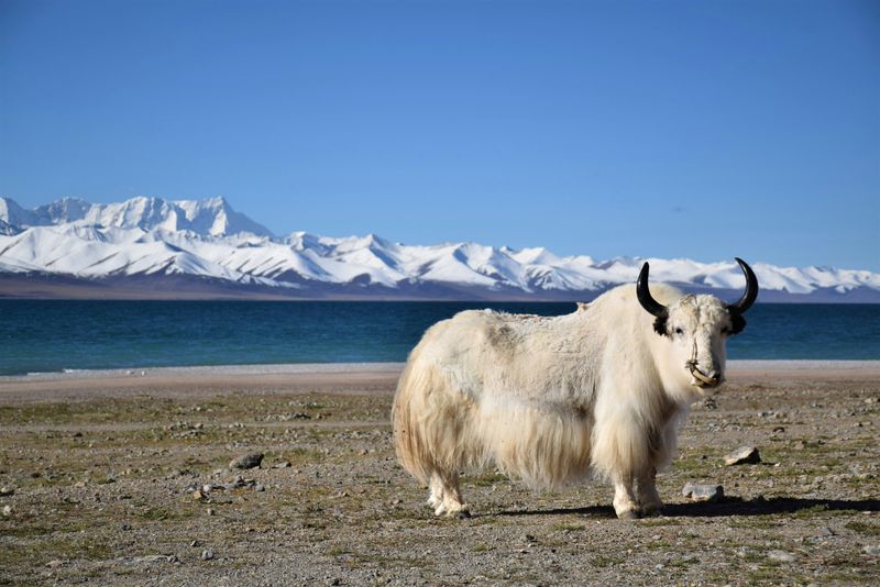 Yak