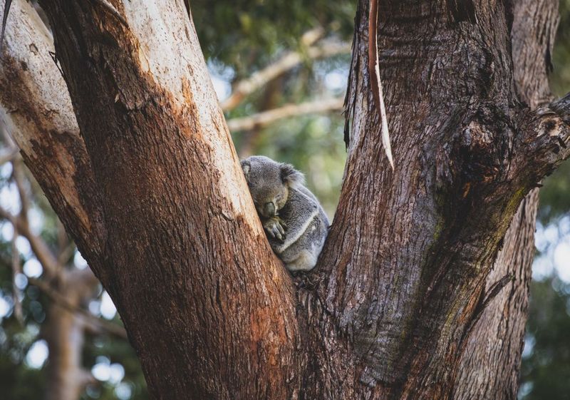 Port Stephens, New South Wales