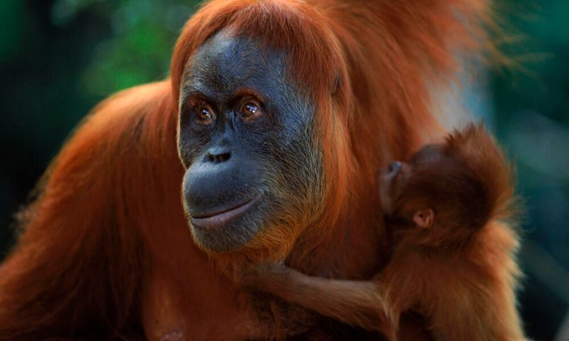 Sumatran Orangutan