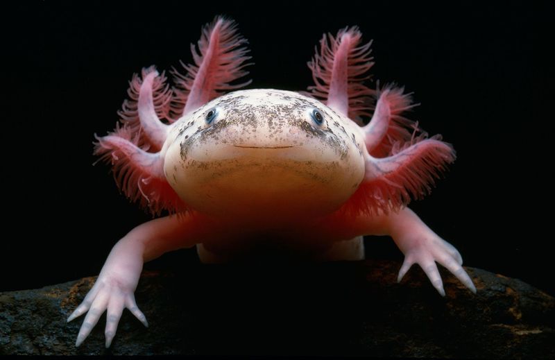 Axolotl: Mexico's Vanishing Water Monster