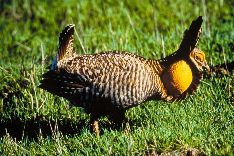 Heath Hen
