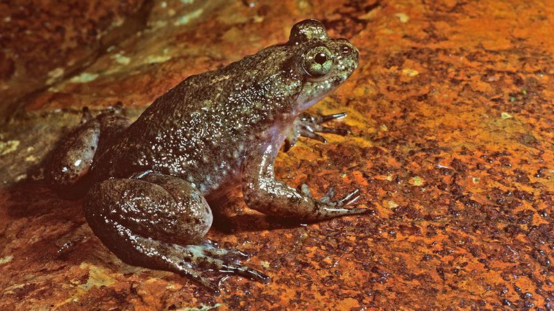 Gastric-Brooding Frog