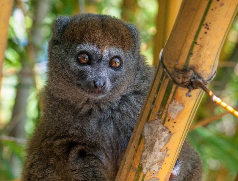 Golden Bamboo Lemur