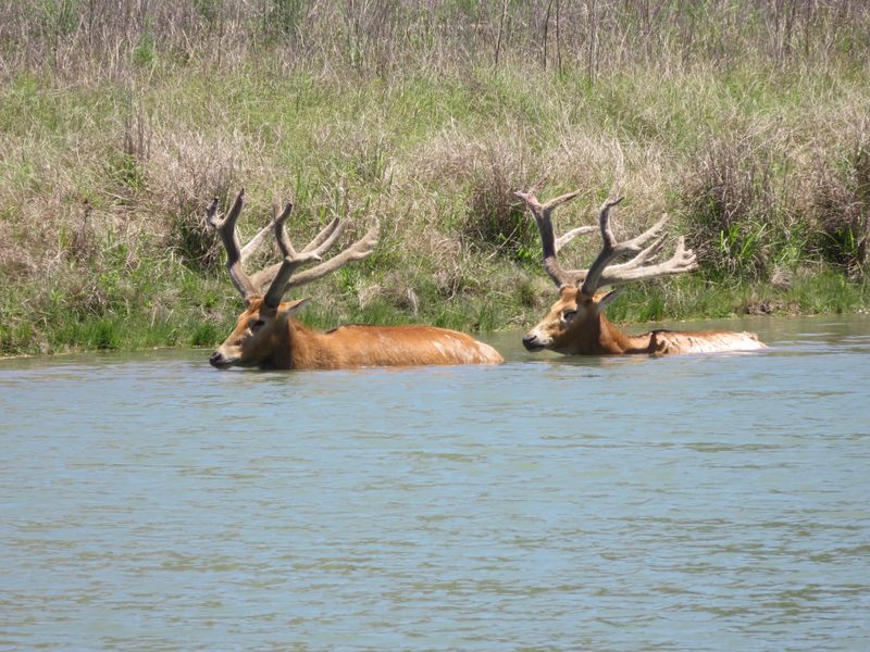 Champion Swimmers Crossing Boundaries