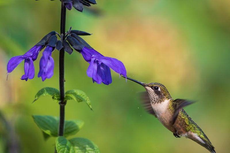 Natural Nectar Supplements