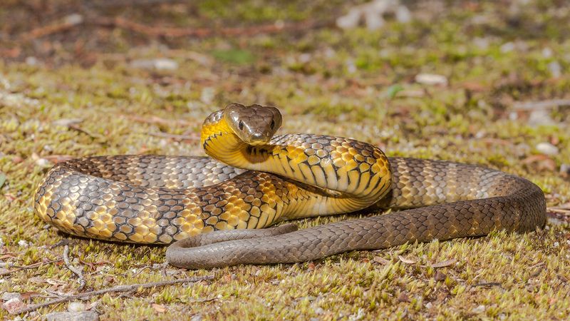 Tiger Snake: The Striped Striker
