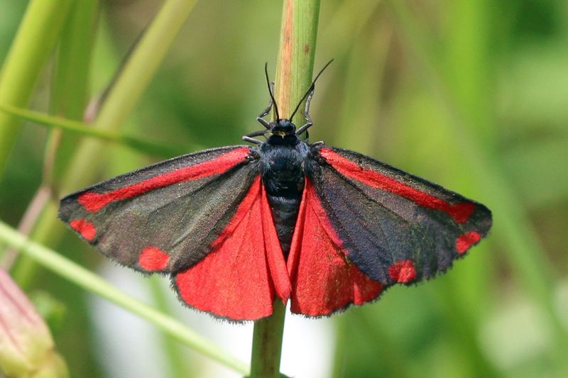 Cinnabar Moth: Flying Warning Flag