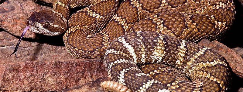 Northern Pacific Rattlesnake: Heat-Sensing Hunter