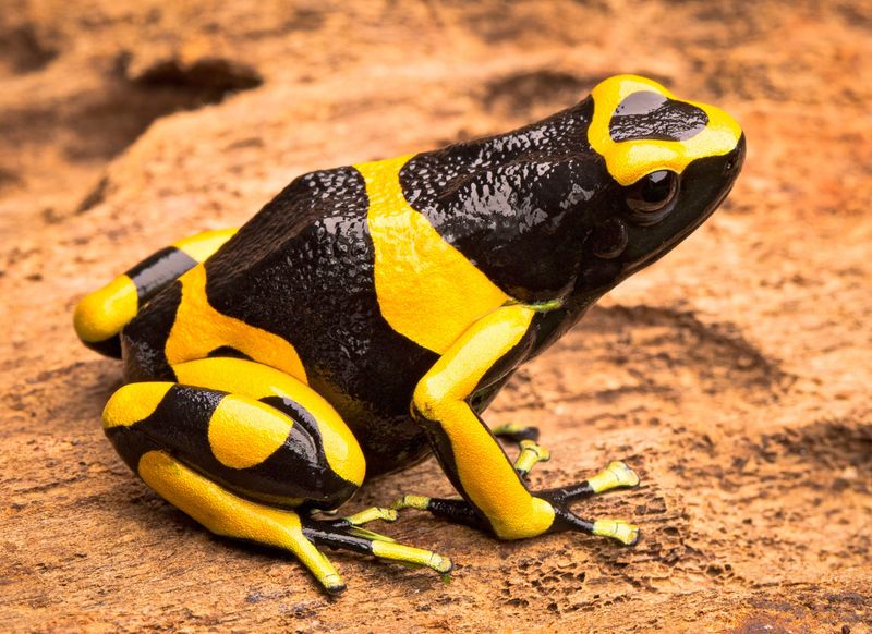 Yellow-Banded Poison Dart Frog