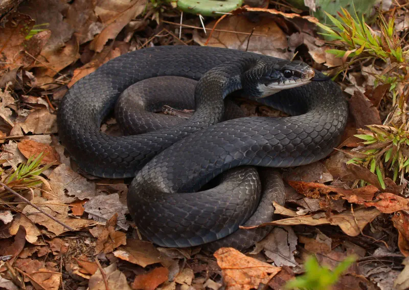 Southern Black Racer