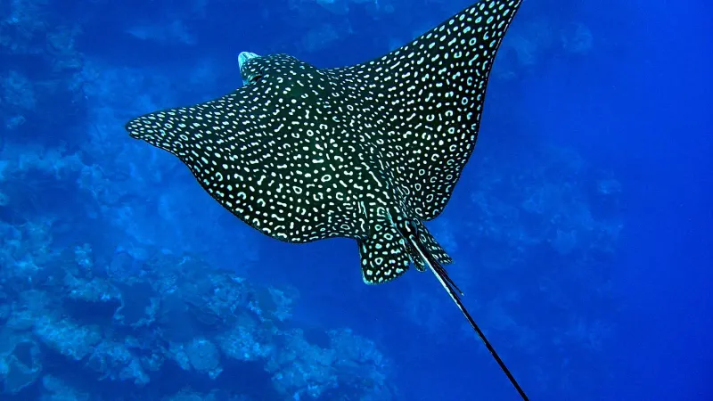 Spotted Eagle Ray's Graceful Flight