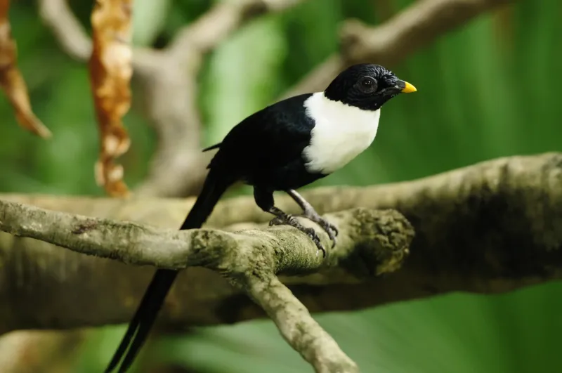 White-necked Myna