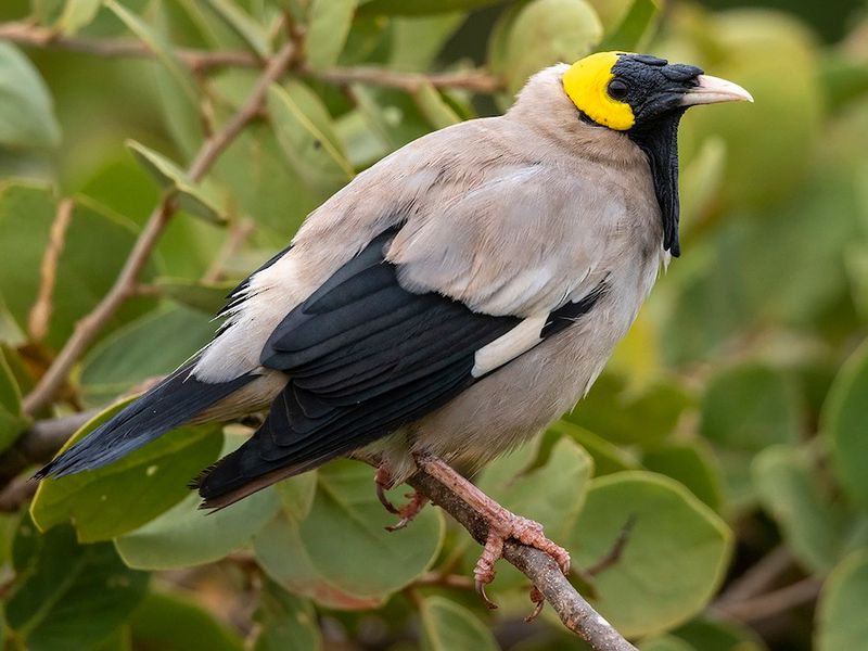 Wattled Starling