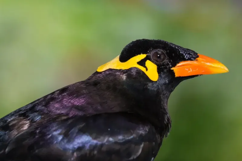 Common Hill Myna