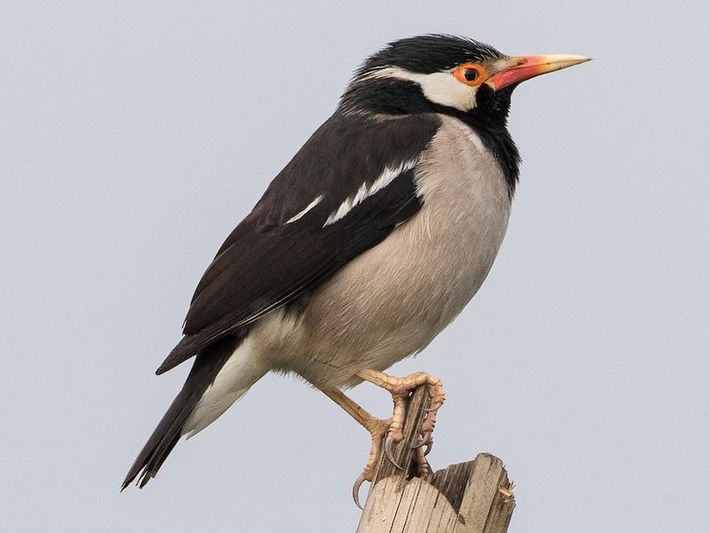 Pied Myna