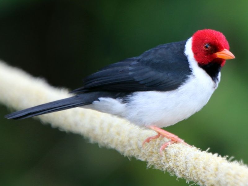 Yellow-billed Cardinal