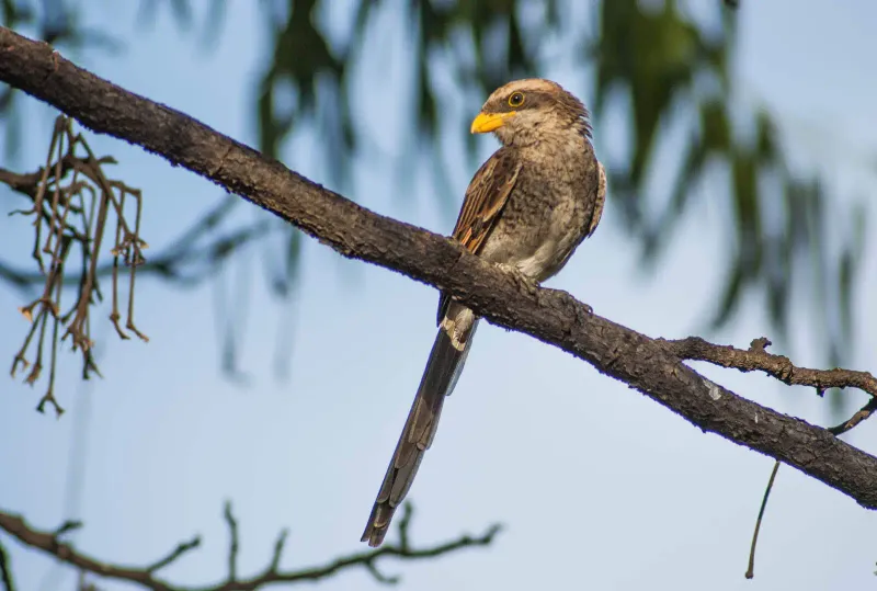 Yellow-billed Shrike