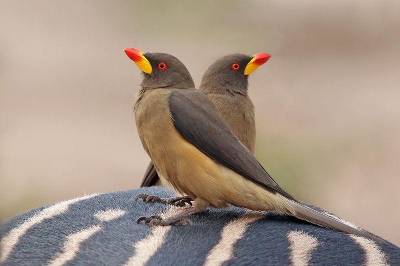 Yellow-billed Oxpecker