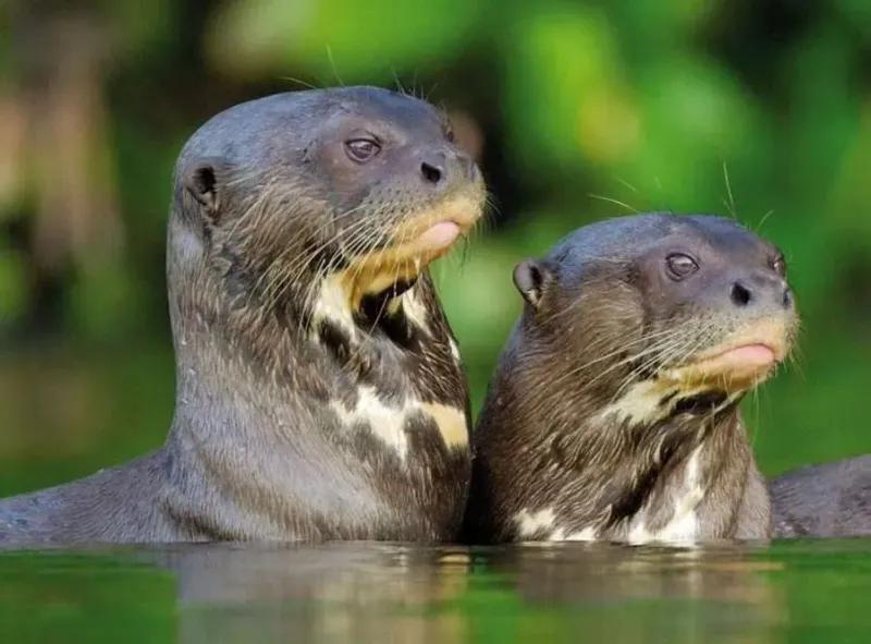 Giant Otter – River Wolf Of The Amazon