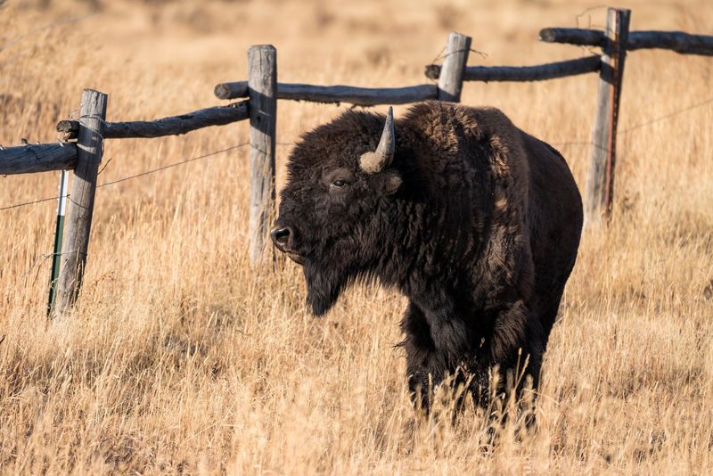 Controversy At The Fence Line
