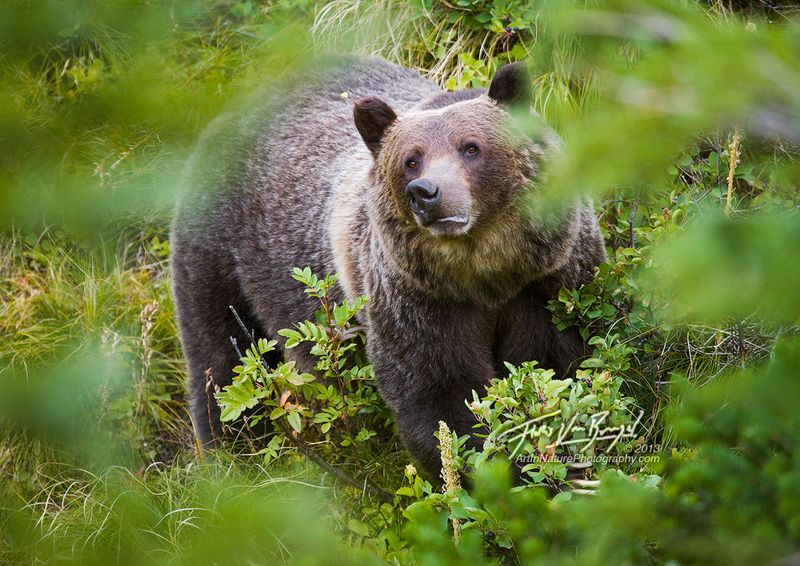 Glacier National Park's Grizzly Bears