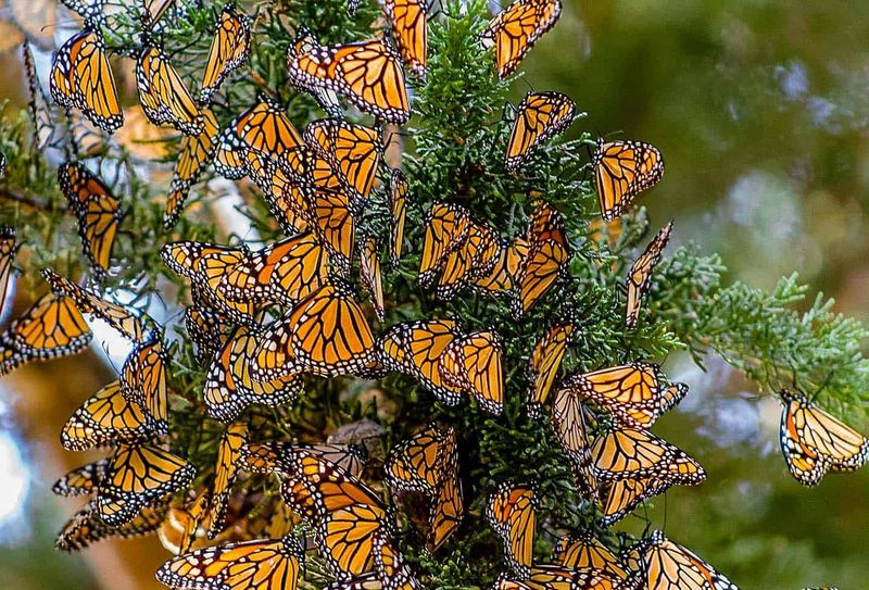 Monarch Butterfly Migration Route